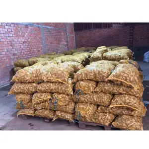 High Quality Fresh Elephant Ginger Top Supplier Best Price From Vietnam 2024 Fresh Ginger Export Standard
