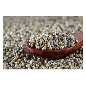 Produits agricoles nutritifs sains Millet blanc riche en protéines à long grain de qualité supérieure pour l'alimentation des oiseaux - Product Image 5