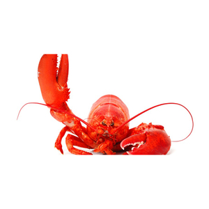 Homard entier congelé de luxe indigène frais congelé à vendre - Product Image 3