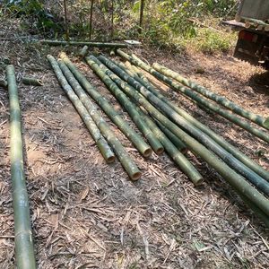 Postes de bambú tratado para construcción de arquitectura | Bambú estructural de gran diámetro | Fabricante personalizado - Product Image 4