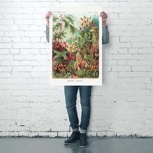 Ernst Haeckel's Modern Design Style <b>Poster</b> 'Forms of Art in Nature' Plate 72 Mosses Black Frame for Wall Decor - Product Image 3