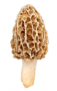 Échantillon gratuit Meilleure vente Morelle séchée chinoise Champignon Fruit Corps Taille 2 3CM à vendre - Product Image 6