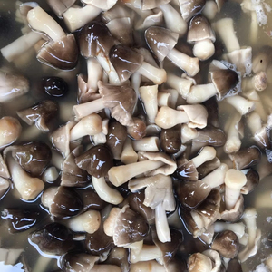 Champiñones en Salmuera para Exportación - Alta Calidad, Naturales, Limpios y Listos para Procesar, OEM Disponible/ Sra. Lima - Product Image 1