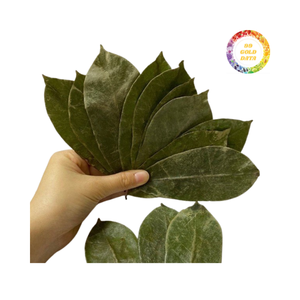 Graviola de qualité supérieure en feuilles de corossol séchées prêtes à l'exportation du Vietnam, meilleur prix de vente - Product Image 4