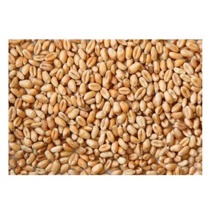 Granos de Trigo Duro Premium |   Suministro al por Mayor Disponible - Product Image 6