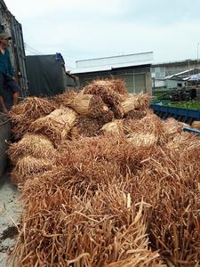 Vente CHAUDE Durable Jacinthe D'eau Bale Fibre Naturelle pour Eco Panier Tissage Meubles Matériel Exportation Made Vietnam - Product Image 5