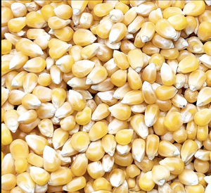 Granos de Palomitas de Maíz Amarillos Marca Butterfly, Alta Expansión, 2 Años de Vida Útil, para Exportación y Consumo Humano, de Brasil - Product Image 4