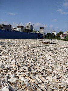 Os de seiche premium pour les soins et la vente en gros - Product Image 4