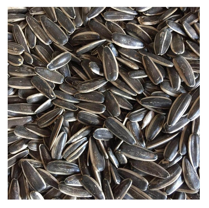 Wholesale Best Price Premium Quality Organic Sunflower Kernels Top Grade Bulk Raw Processed Dried Food Jaguar Kernels