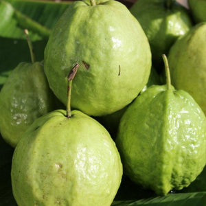 Top-Grade Tropical Guava | Fresh, <b>Sweet</b> & Nutritious | Bulk Orders | Natural, Convenient for Smoothies & Juices - Product Image 6