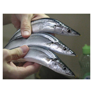 Vente en gros de Pacific Saury surgelés fourniture en gros de fruits de mer surgelés de haute qualité pour les marchés mondiaux - Product Image 1