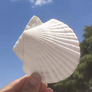 Beauté naturelle de coquillages exquis pour la décoration globale | Commande en gros du Viet Nam - Product Image 1