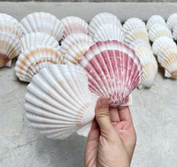 Coquillages de pétoncles de qualité supérieure du Vietnam parfaits pour les événements sur le thème de la plage artisanat décoratif et plateaux bougeoirs exportation en gros