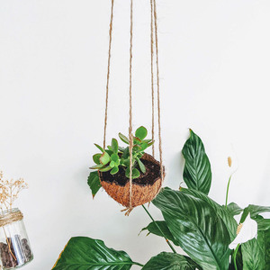 Pot en coque de noix de coco naturelle, pots suspendus pour balcon, vente en gros, plantations d'intérieur et d'extérieur - Product Image 3