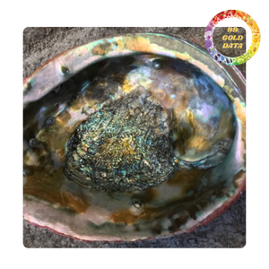 Coquille d'ormeau | Pour la décoration intérieure et l'idée de cadeau | Origine vietnamienne - Product Image 4