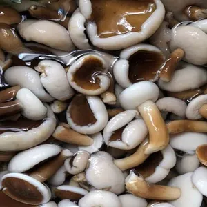 Çorba için kurutulmuş Melaleuca mantar/dondurulmuş Tylopilus Felleus mantar Vietnam OEM özel ambalaj