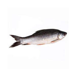 Poisson Rohu entier congelé de haute qualité de qualité fraîche-Qualité supérieure à faible teneur en sucre et en glucides - Product Image 4