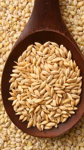 Graines d'orge de qualité supérieure |   Rendement élevé et résistant aux maladies |   Approvisionnement en gros pour l'agriculture - Product Image 5