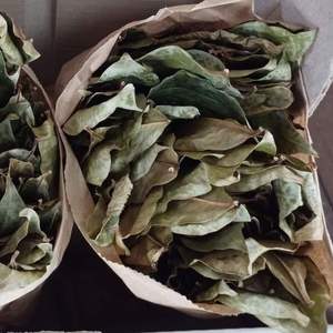 BON PRODUIT FEUILLE DE SOURSOP/FEUILLES DE GRAVIOLA SÉCHÉES - Product Image 3