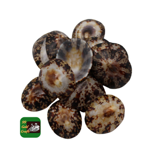 Conchas Limpet únicas para artesanía artística, fabricación de joyas y fines de decoración de la costa de Vietnam - Product Image 3