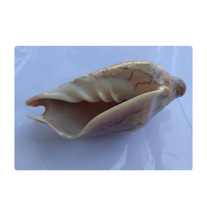 Cymbiola Nobilis Caracol Seashell Adorno artesanal natural hecho a mano para casas costeras y decoración ecológica - Product Image 2