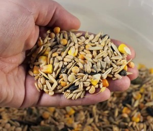 Aliment et malt d'orge séché à haute énergie pour la nutrition du bétail Formulations personnalisées et approvisionnement en gros - Product Image 5