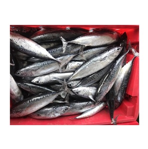 Poisson congelé entier, bonite, thon, skipjack, meilleur prix - Product Image 4