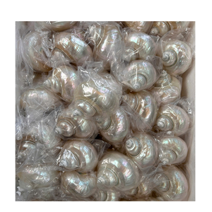 เปลือกหอยเปลือกหอยเทอร์โบเบอร์เนสที่เลือกด้วยมือเปลือกหอยเปลือกหอยเปลือกหอยแท้สำหรับทำเครื่องประดับดีไซน์ศิลปะและงานฝีมือในธีมมหาสมุทร - Product Image 1