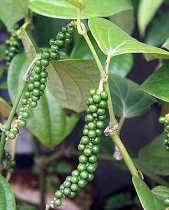 พริกเขียว - Product Image 3