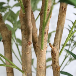 Olivo Artificial – Planta de Interior Estilo Mediterráneo con Aceitunas 120/150/180 cm - Product Image 5