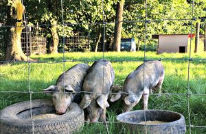 Mạ kẽm bản lề lĩnh vực gia súc dê bò hàng rào trang trại bảo vệ Hươu lưới với hàng rào thép bài - Product Image 4