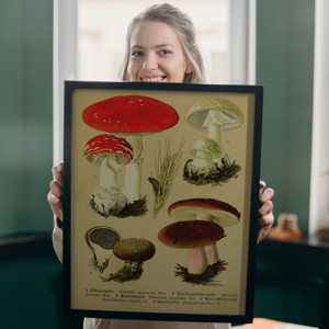 Impression artistique vintage éducative de champignons Fly Agaric pour décoration murale - Product Image 1