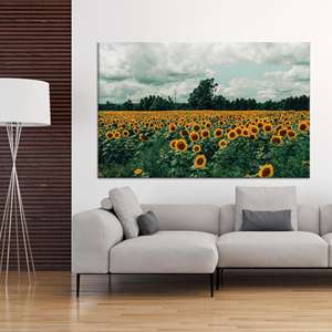 Sunflower Field Canvas Print: Nature Landscape Artwork,WRAPPED CANVAS - Product Image 1