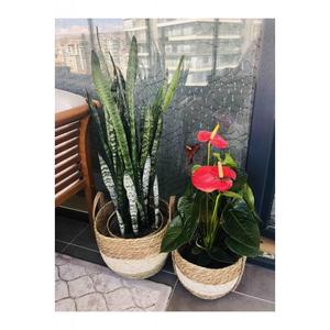 Cestas de almacenamiento de algodón de algas marinas ecológicas tejidas a mano con asas para la decoración del hogar hechas por artesanos vietnamitas - Product Image 5