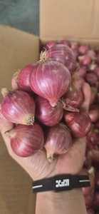 Iqf หอมแดงสีม่วงแช่แข็ง | อายุการเก็บรักษานาน | ขายส่งส่งออก - Product Image 6