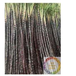 Vietnam IQF Caña de azúcar congelada Fresca Dulce y lista para aplicaciones de batidos y postres a precio de fábrica - Product Image 5