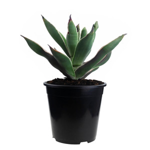Maceta Redonda Biodegradable de 7.5L para Semillas, Maceta de Vivero P24 con Borde de 24X24CM, Hecha de Plástico (PP) - Product Image 6