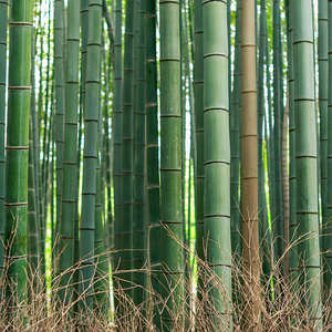 Varas de Bambú Rectas Secadas al Horno, de Gran Diámetro, Tratadas para Uso en Construcción e Interiores - Product Image 5