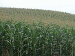 Maíz de ensilaje como alimento para animales - Product Image 3