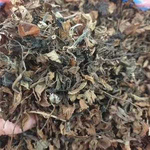 ใบเยลลี่หญ้าธรรมชาติ100% (mesona chinensis) สำหรับของหวานหญ้าดำตากแห้งในเวียดนามใบวุ้นหญ้าแห้ง - Product Image 6