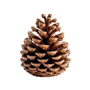 Pinecone Holiday Decoration Organic Rustic And Durable Ajoute une touche naturelle et chaleureuse aux maisons d'hiver et aux rassemblements saisonniers - Product Image 6