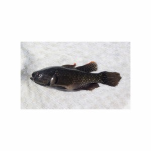 Poisson de Chame d'origine durable pour l'exportation et l'utilisation locale disponible en vrac - Product Image 1