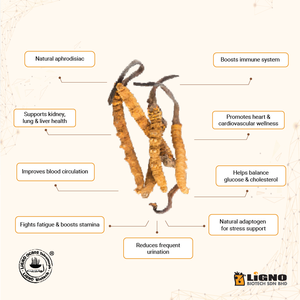 LiGNO OCS02 ®   Ophiocordyceps Sinensis en Polvo de Malasia, Aumenta la Energía y la Resistencia, GMP, OEM, ODM, Suplemento Funcional Listo para Usar - Product Image 5