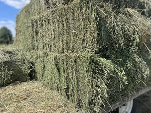 Venta al por mayor de heno de alfalfa embalado para caballos y ganado para exportación - Product Image 4