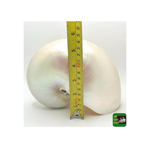 เปลือกหอยหอยโข่งระดับพรีเมี่ยมจากเวียดนามใช้สำหรับตกแต่งภายในและแสดงศิลปะโดย99โกลด์ดาต้า Nautilus SHELL exporter - Product Image 1