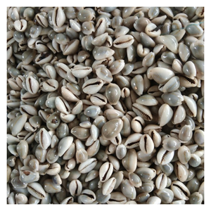 Coquillage noir Cowry Craft, Coquillage de coquillage naturel pour l'élégance côtière, cadeau de coquille écologique tacheté pour les amoureux de l'océan - Product Image 4