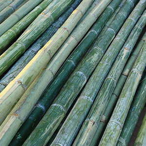 Kiln-Dried Bamboo Poles | Large Diameter | <b>For</b> Interior & Construction | OEM - Product Image 1