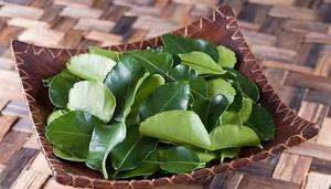 ใบส้มโอแห้งสำหรับชาสมุนไพร ดีท็อกซ์ และการผ่อนคลาย จำหน่ายจำนวนมากจากเวียดนาม - Product Image 2