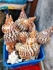 หอยสังข์ไทรทันขนาดใหญ่สำหรับตกแต่งภายในบ้านและจัดแสดงโต๊ะ - Product Image 5