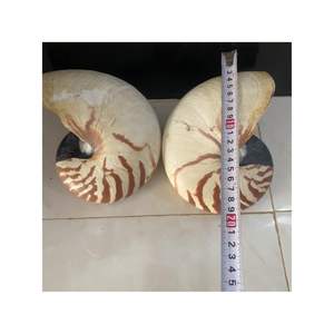 COQUILLAGES DE MER NAUTILUS DE HAUTE QUALITÉ MEILLEUR VENDEUR AVEC/SANS COQUILLE DE MER ORMEAU NATUREL POLI POUR LA DÉCORATION DE LA MAISON NOUVEAU YEA 2025 - Product Image 2